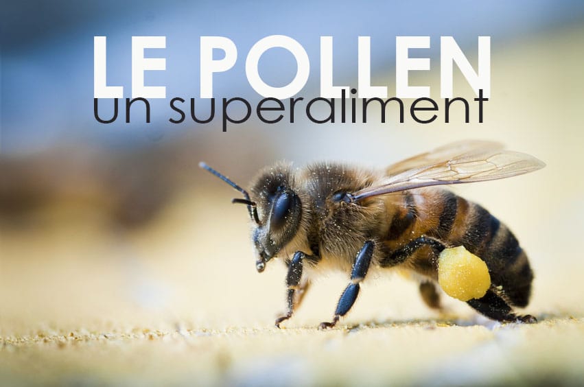 Le pollen d'abeille, un superaliment pour être en forme