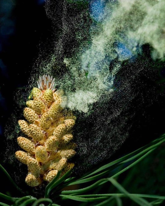 Pollen de pin – Polenn